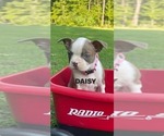 Puppy Puppy 5 DAISY Boston Terrier