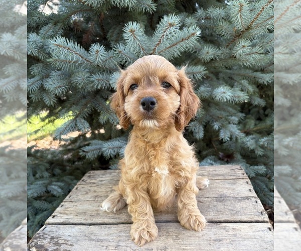 Medium Photo #2 Cockapoo (Miniature) Puppy For Sale in MIDDLEBURY, IN, USA