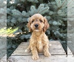 Small #1 Cockapoo (Miniature)