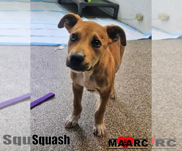 Medium Photo #1 Labrador Retriever-Unknown Mix Puppy For Sale in Maryville, TN, USA