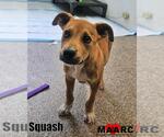 Small Labrador Retriever Mix