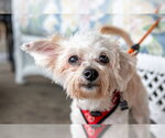 Small Photo #5 Maltese-Unknown Mix Puppy For Sale in Mundelein, IL, USA