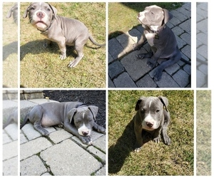 American Pit Bull Terrier Puppy for sale in CANTON, MI, USA