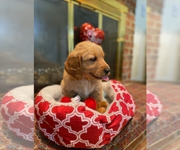 Medium Photo #33 Golden Retriever Puppy For Sale in SANFORD, NC, USA