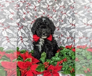 Miniature Labradoodle Puppy for sale in OXFORD, PA, USA