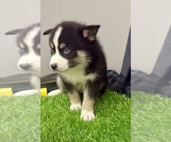 Medium Photo #6 Pomsky-Shiba Inu Mix Puppy For Sale in NASHUA, NH, USA