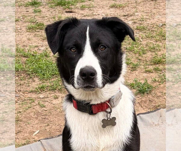 Medium Photo #4 Border Collie-Unknown Mix Puppy For Sale in Canton, CT, USA