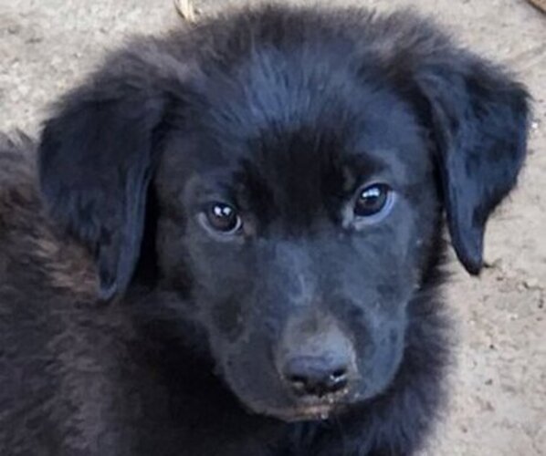 Medium Photo #1 German Shepherd Dog-Golden Retriever Mix Puppy For Sale in MODESTO, CA, USA