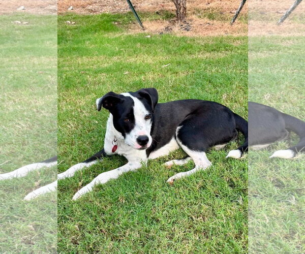 Medium Photo #2 Border Collie-Staffordshire Bull Terrier Mix Puppy For Sale in Wakefield, RI, USA