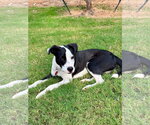 Small #1 Border Collie-Staffordshire Bull Terrier Mix