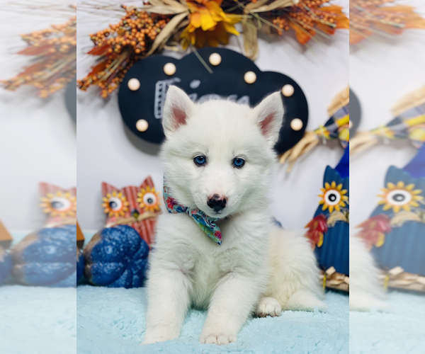Medium Photo #3 Siberian Husky Puppy For Sale in HESPERIA, CA, USA