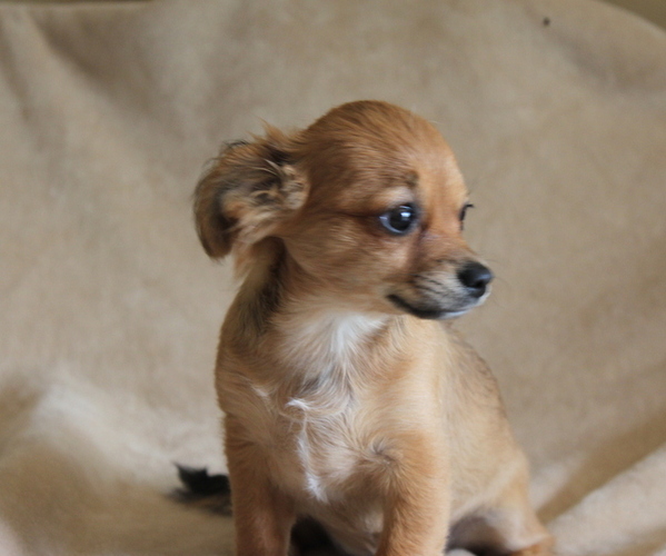 Medium Photo #3 Chihuahua Puppy For Sale in HUDSONVILLE, MI, USA