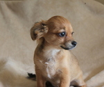 Small #2 Chihuahua