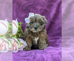 Poodle (Miniature)-Shorkie Tzu Mix Puppy for sale in CHRISTIANA, PA, USA