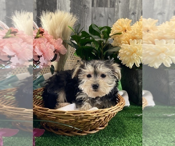 Medium Photo #3 Morkie Puppy For Sale in CANOGA, NY, USA