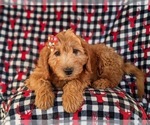 Small Photo #4 Goldendoodle (Miniature) Puppy For Sale in QUARRYVILLE, PA, USA