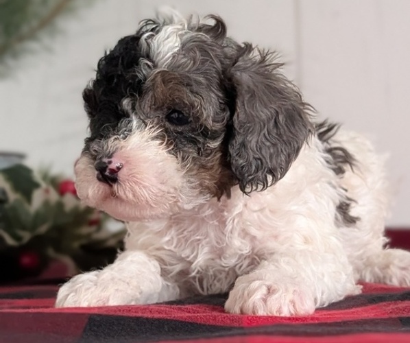 Medium Photo #7 Cockapoo (Miniature) Puppy For Sale in GOSHEN, IN, USA