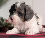 Small #6 Cockapoo (Miniature)