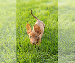 Small #10 Dachshund