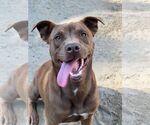 Small Labrador Retriever Mix