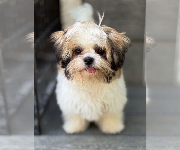 Medium Photo #1 Havashu Puppy For Sale in Bellevue, WA, USA