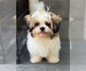 Havashu Dogs for adoption in Bellevue, WA, USA