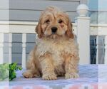 Small Photo #2 Cavachon Puppy For Sale in GAP, PA, USA
