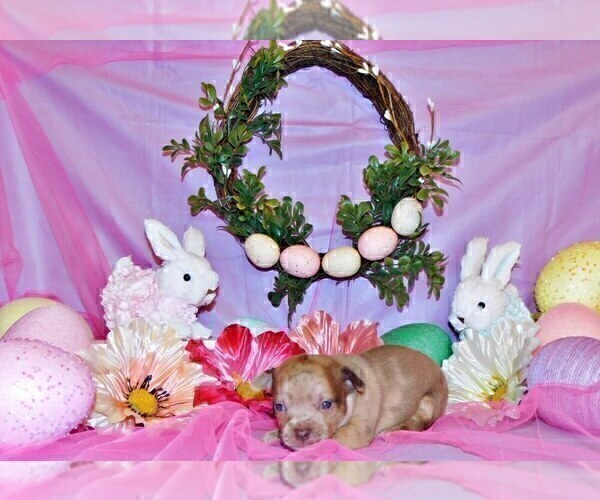 Medium Photo #8 Chihuahua Puppy For Sale in CHARLESTON, AR, USA
