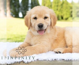 Golden Retriever Puppy for sale in NEWPORT, PA, USA