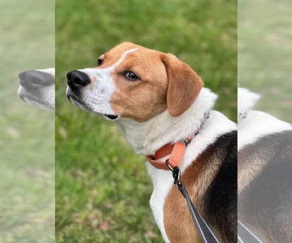 Medium Photo #12 Mutt Puppy For Sale in Roxboro, NC, USA