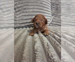 Puppy Mickey Golden Retriever-Poodle (Toy) Mix