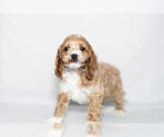 Small Photo #4 Cockapoo Puppy For Sale in NAPPANEE, IN, USA