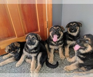 German Shepherd Dog Puppy for sale in CITY OF SPOKANE VALLEY, WA, USA