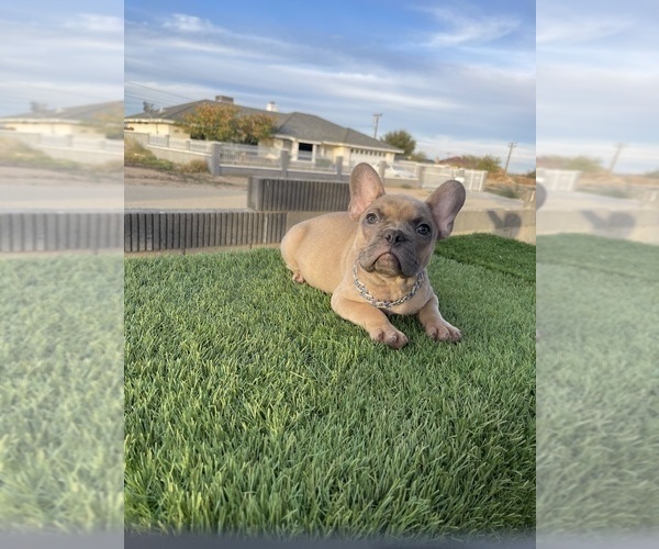 Medium Photo #8 French Bulldog Puppy For Sale in ATLANTA, GA, USA
