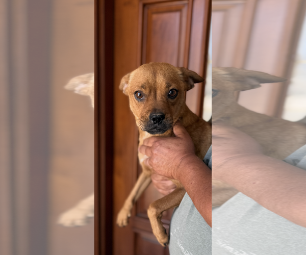 Medium Photo #2 Puggle Puppy For Sale in Lake Elsinore, CA, USA