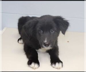Labrador Retriever Dogs for adoption in garner, NC, USA