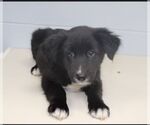 Oreo - Female Labrador Retriever Dog for Adoption - Small photo
