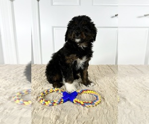 Aussiedoodle Miniature Puppy for sale in GREENWOOD, IN, USA