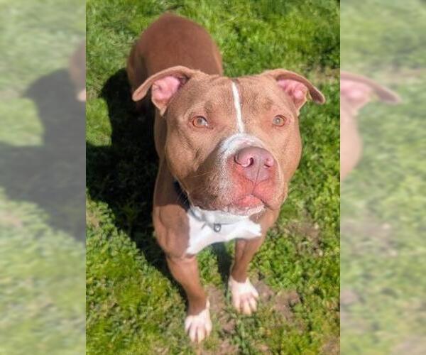 Medium Photo #1 American Staffordshire Terrier-Unknown Mix Puppy For Sale in Akron, OH, USA