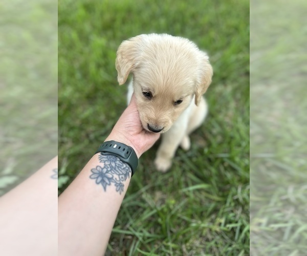 Medium Photo #4 Golden Retriever Puppy For Sale in CONCORD, VA, USA