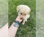 Small #3 Golden Retriever