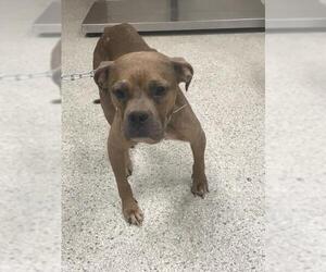 American Bulldog-Unknown Mix Dogs for adoption in Conroe, TX, USA