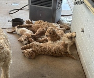 Goldendoodle Puppy for sale in SCOTTSDALE, AZ, USA