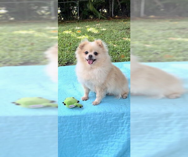 Medium Photo #1 Shiranian Puppy For Sale in Weston, FL, USA