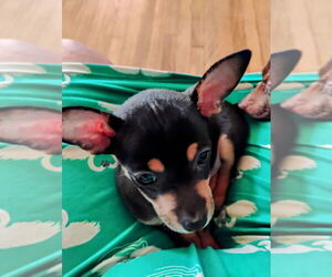 Chihuahua Puppy for sale in METAIRIE, LA, USA