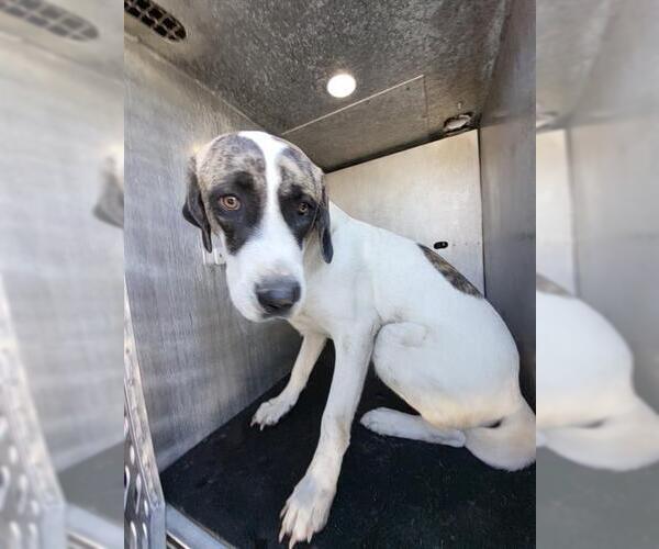 Medium Photo #1 Labrador Retriever Puppy For Sale in San Antonio, TX, USA