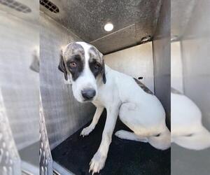 Labrador Retriever Dogs for adoption in San Antonio, TX, USA