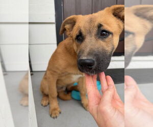 Black Mouth Cur-Unknown Mix Dogs for adoption in San Antonio, TX, USA