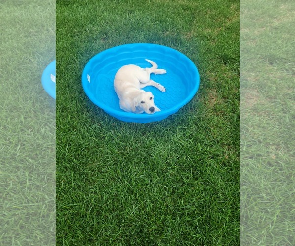 Medium Photo #6 Great Pyrenees-Unknown Mix Puppy For Sale in Plainfield, IL, USA