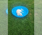 Small #5 Great Pyrenees Mix